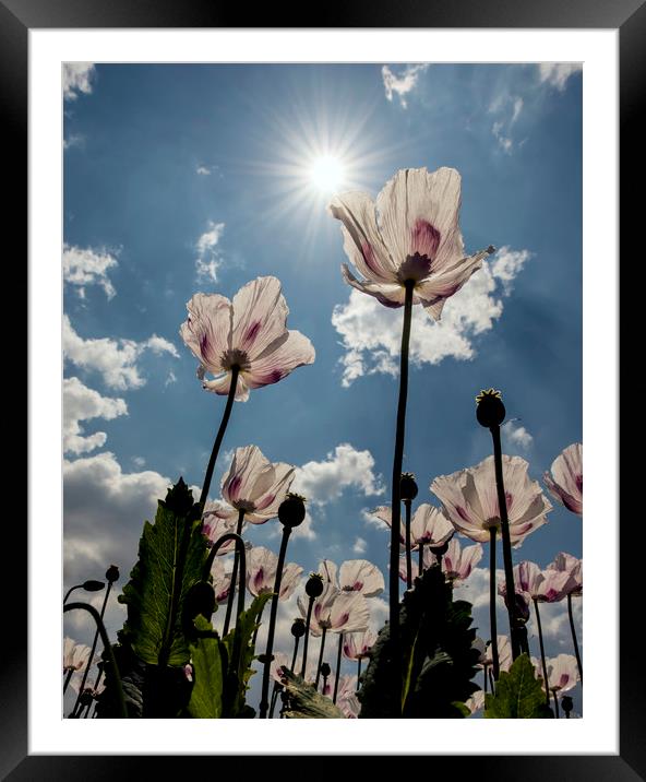 Poppies in the summer sun  Framed Mounted Print by Shaun Jacobs