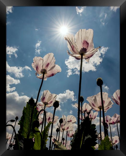 Poppies in the summer sun  Framed Print by Shaun Jacobs