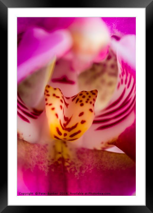 Shallow Depth of Orchid.  Framed Mounted Print by Peter Bunker