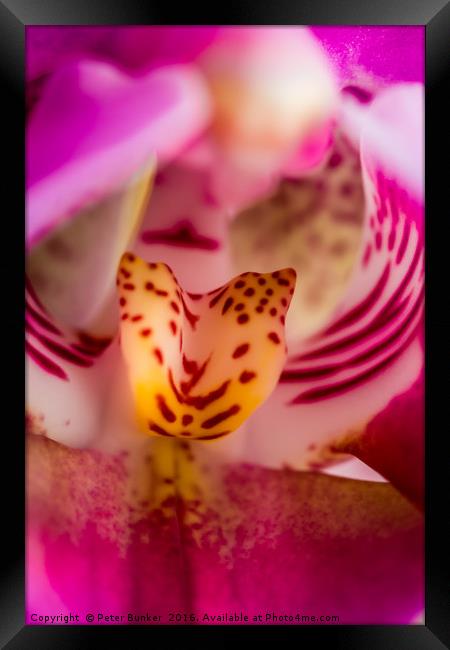 Shallow Depth of Orchid.  Framed Print by Peter Bunker