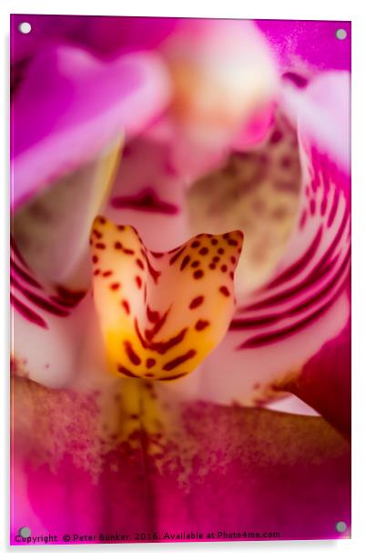 Shallow Depth of Orchid.  Acrylic by Peter Bunker