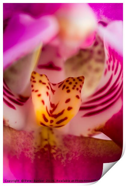 Shallow Depth of Orchid.  Print by Peter Bunker