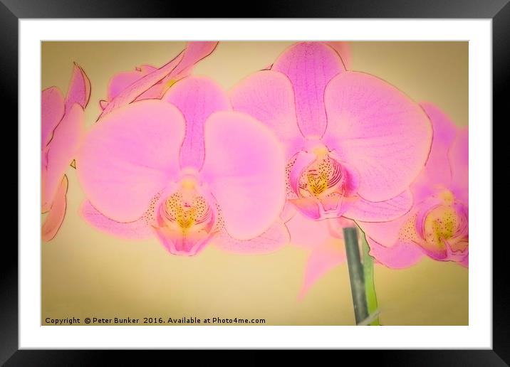 Pretty In Pink. Framed Mounted Print by Peter Bunker