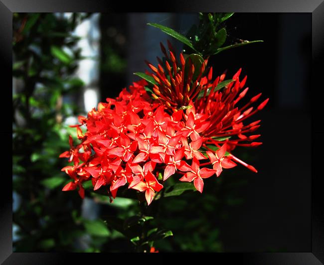 Beautiful Red Tropical Flowers Framed Print by james balzano, jr.