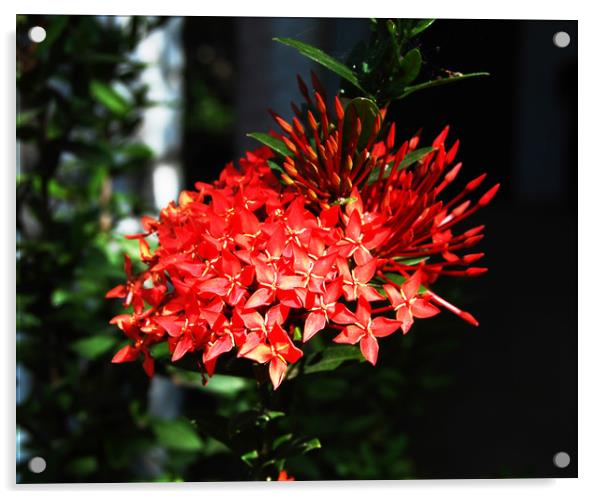Beautiful Red Tropical Flowers Acrylic by james balzano, jr.