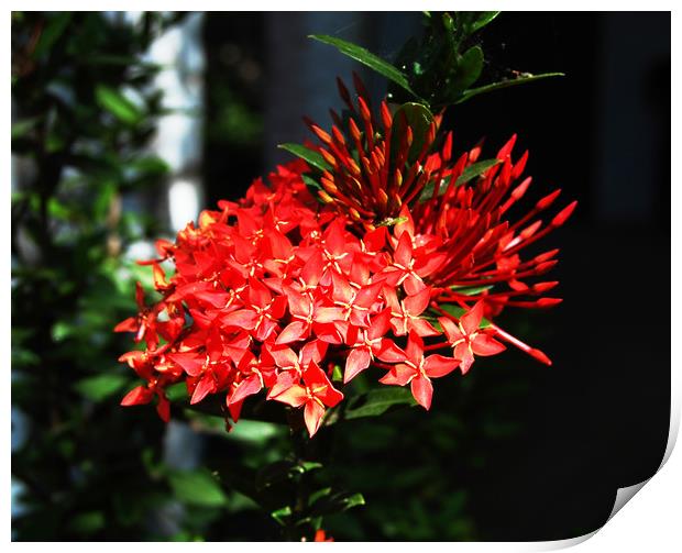 Beautiful Red Tropical Flowers Print by james balzano, jr.