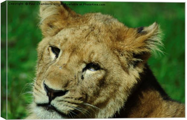 Lion Cub Canvas Print by Paul Chambers