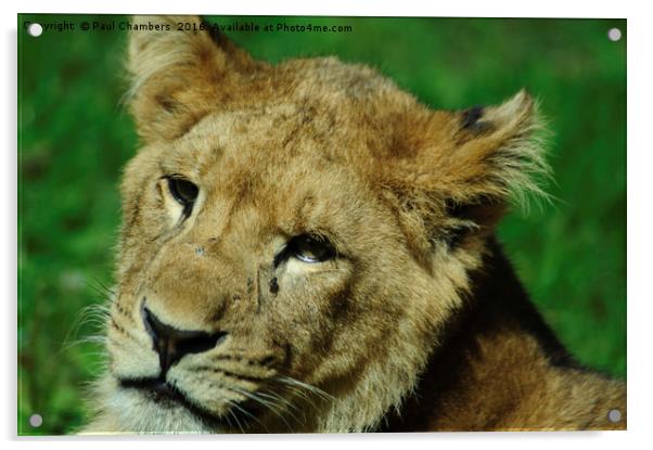 Lion Cub Acrylic by Paul Chambers