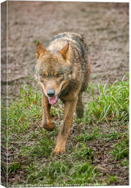 Red Wolf Canvas Print by Paul Chambers
