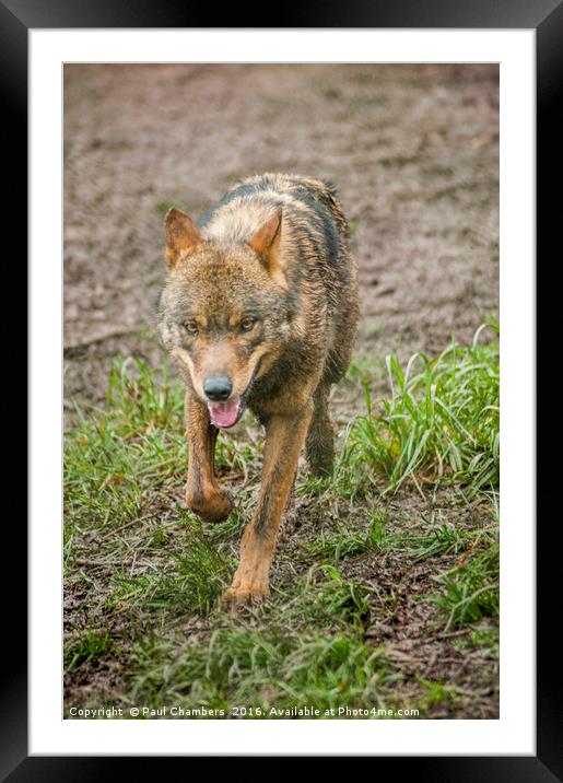 Red Wolf Framed Mounted Print by Paul Chambers