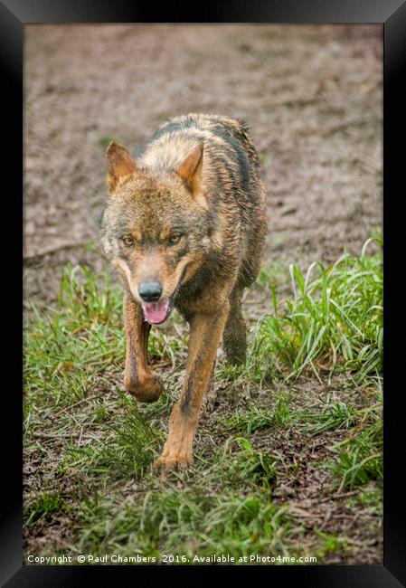 Red Wolf Framed Print by Paul Chambers