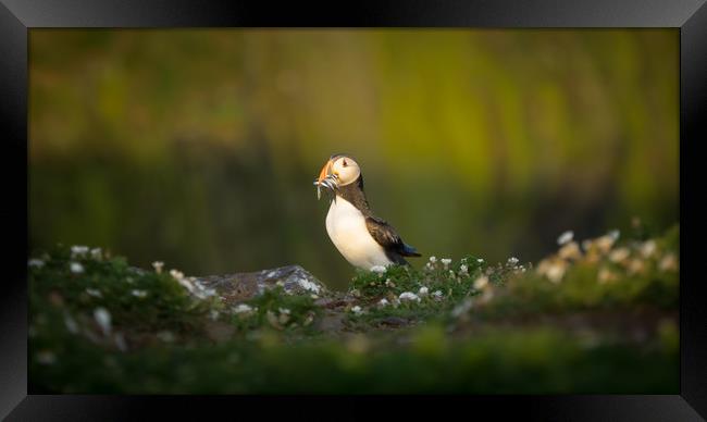 Puffin, Skomer, Pembrokeshire, Sand Eels Framed Print by Sue MacCallum- Stewart