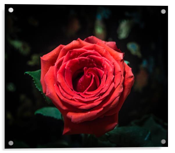 The rose Acrylic by Svetlana Korneliuk