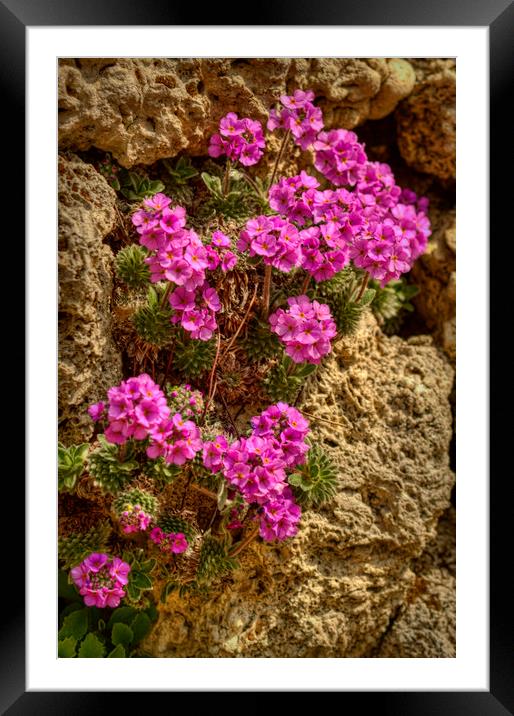 Among the Rocks Framed Mounted Print by Colin Metcalf