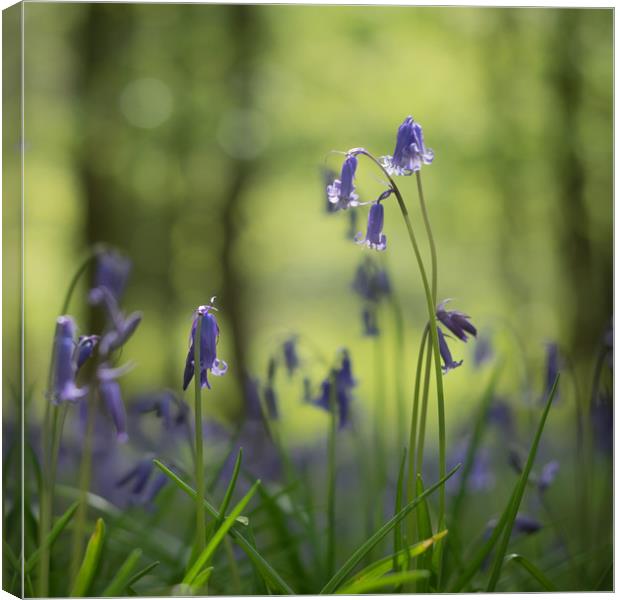 Bluebells, woodland, wild flowers  Canvas Print by Sue MacCallum- Stewart