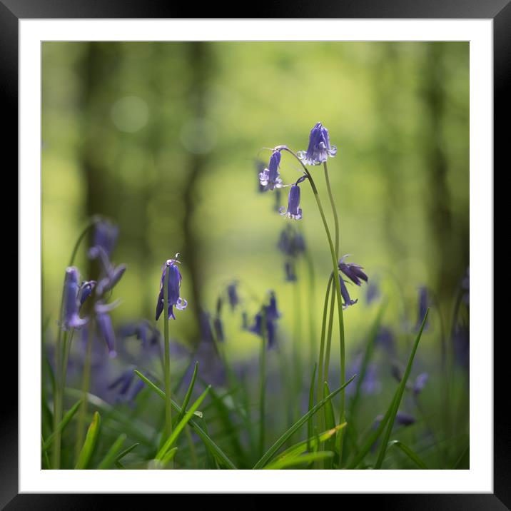 Bluebells, woodland, wild flowers  Framed Mounted Print by Sue MacCallum- Stewart