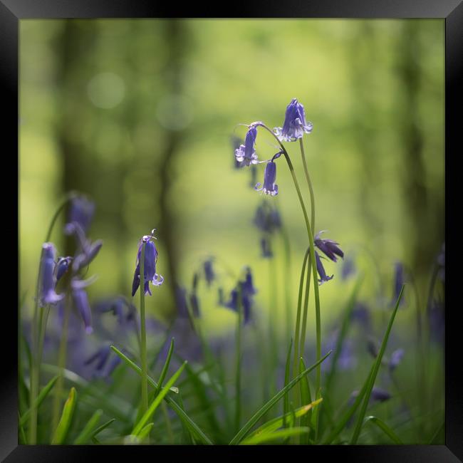 Bluebells, woodland, wild flowers  Framed Print by Sue MacCallum- Stewart