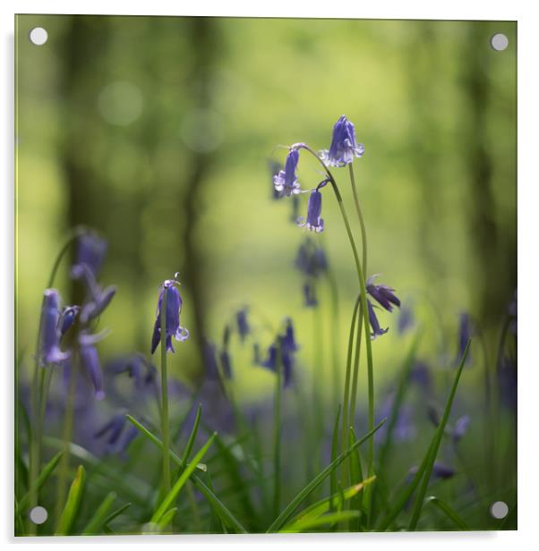Bluebells, woodland, wild flowers  Acrylic by Sue MacCallum- Stewart