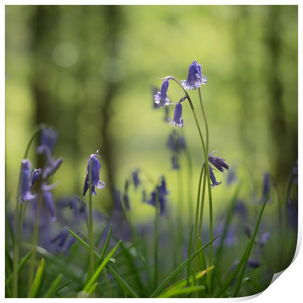 Bluebells, woodland, wild flowers  Print by Sue MacCallum- Stewart