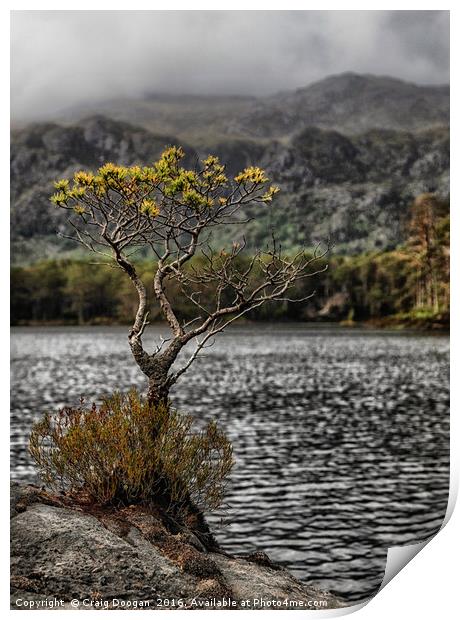 The Lone Tree of Loch Maree Print by Craig Doogan