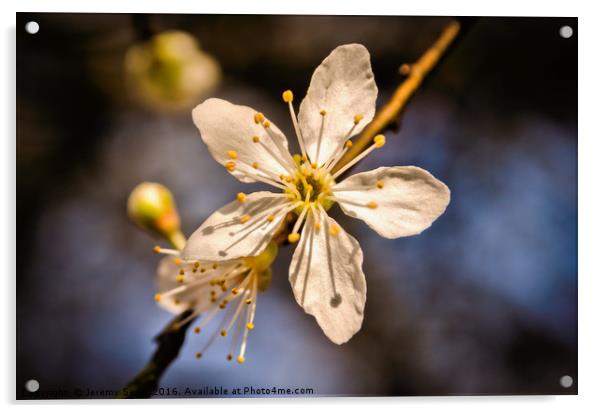 Blossom Acrylic by Jeremy Sage