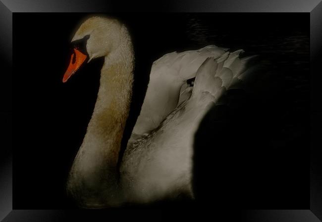  Swan coming out of the dark                       Framed Print by Sue Bottomley