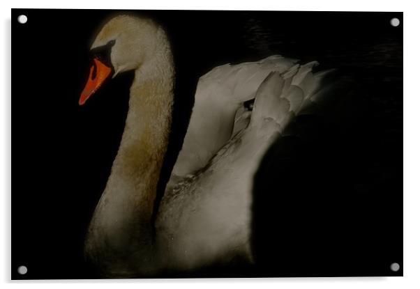  Swan coming out of the dark                       Acrylic by Sue Bottomley