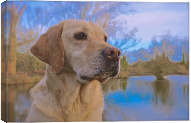 Beautiful Golden Labrador Dog                      Canvas Print by Sue Bottomley