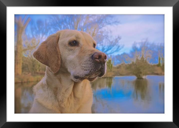 Beautiful Golden Labrador Dog                      Framed Mounted Print by Sue Bottomley