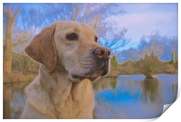 Beautiful Golden Labrador Dog                      Print by Sue Bottomley