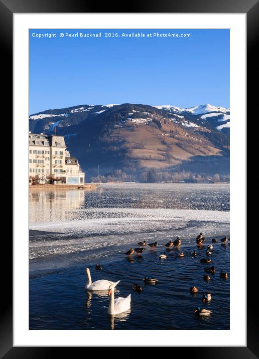 Swans in Zeller See lake Framed Mounted Print by Pearl Bucknall