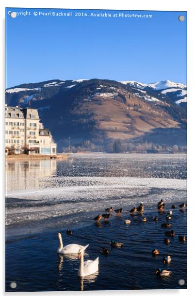 Swans in Zeller See lake Acrylic by Pearl Bucknall