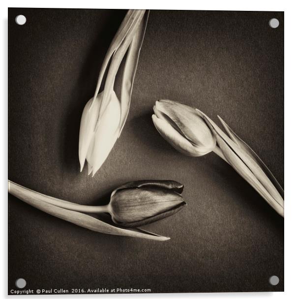 Three Tulips circular - antique Acrylic by Paul Cullen