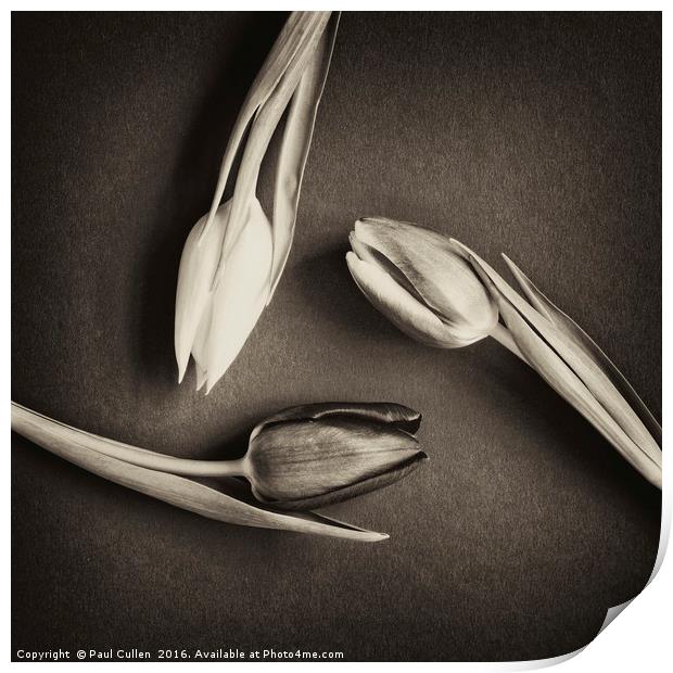 Three Tulips circular - antique Print by Paul Cullen