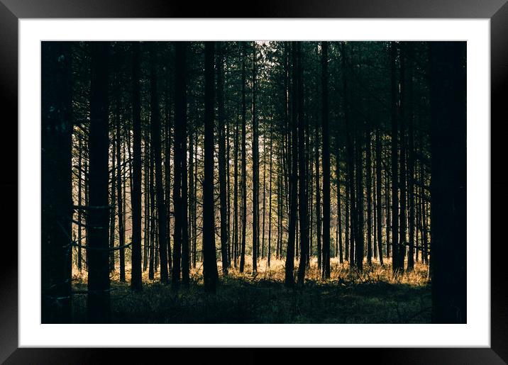 Sunlight through a dense forest. Norfolk, UK. Framed Mounted Print by Liam Grant