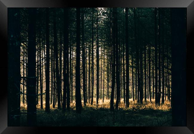 Sunlight through a dense forest. Norfolk, UK. Framed Print by Liam Grant