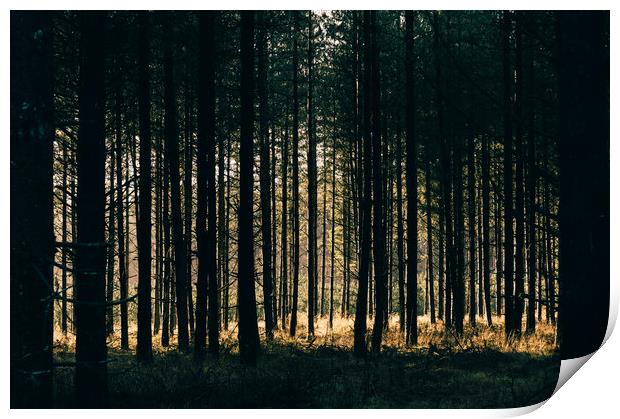 Sunlight through a dense forest. Norfolk, UK. Print by Liam Grant