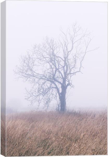Tree in thick fog. Norfolk, UK. Canvas Print by Liam Grant