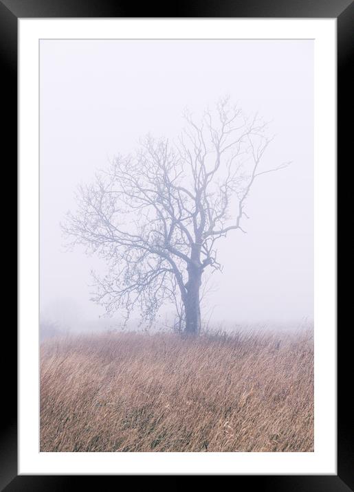 Tree in thick fog. Norfolk, UK. Framed Mounted Print by Liam Grant