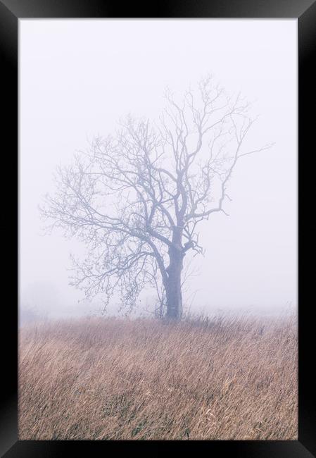 Tree in thick fog. Norfolk, UK. Framed Print by Liam Grant