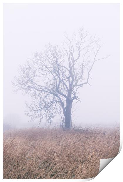 Tree in thick fog. Norfolk, UK. Print by Liam Grant