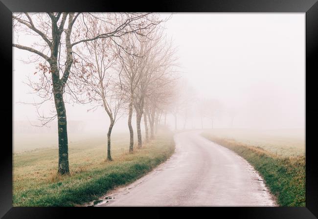 Rural tree lined road in fog. Norfolk, UK. Framed Print by Liam Grant