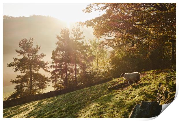 Sheep in fog at sunrise. Troutbeck, Cumbria, UK. Print by Liam Grant