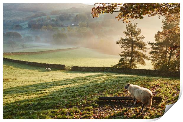 Sheep in fog at sunrise. Troutbeck, Cumbria, UK. Print by Liam Grant