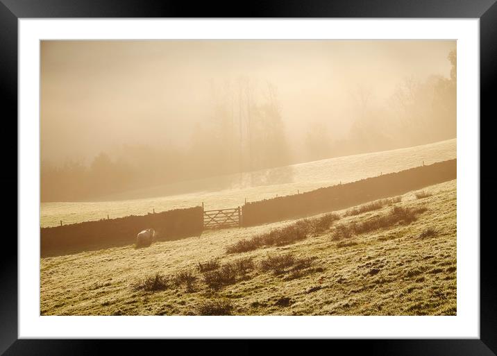 Sheep in fog at sunrise. Troutbeck, Cumbria, UK. Framed Mounted Print by Liam Grant