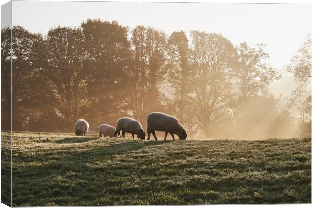 Sheep in fog at sunrise. Troutbeck, Cumbria, UK. Canvas Print by Liam Grant