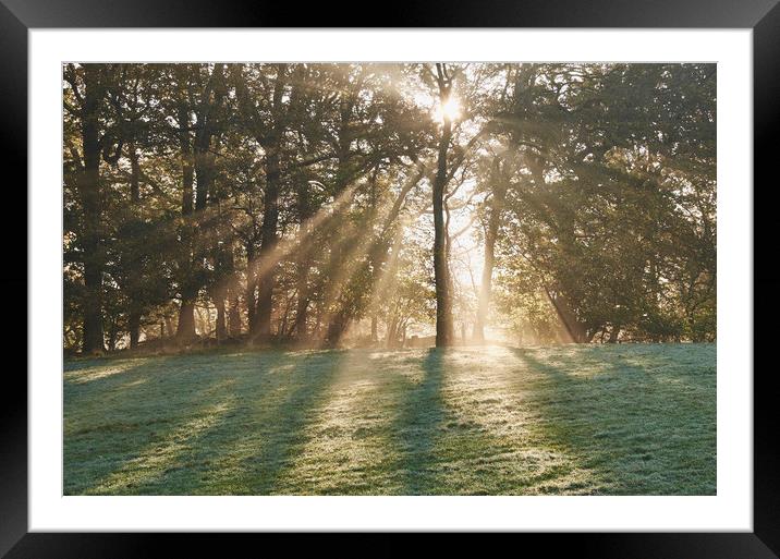 Sunrise through mist in trees. Troutbeck, Cumbria, Framed Mounted Print by Liam Grant