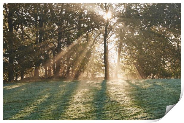 Sunrise through mist in trees. Troutbeck, Cumbria, Print by Liam Grant