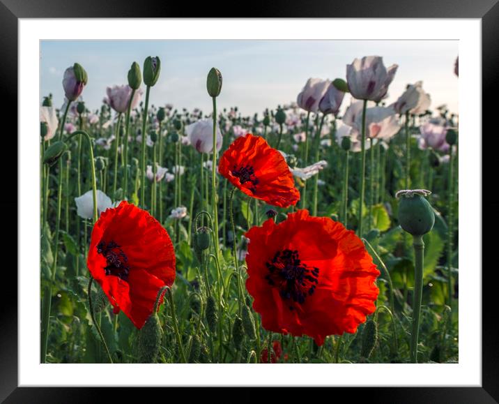Red poppies  Framed Mounted Print by Shaun Jacobs
