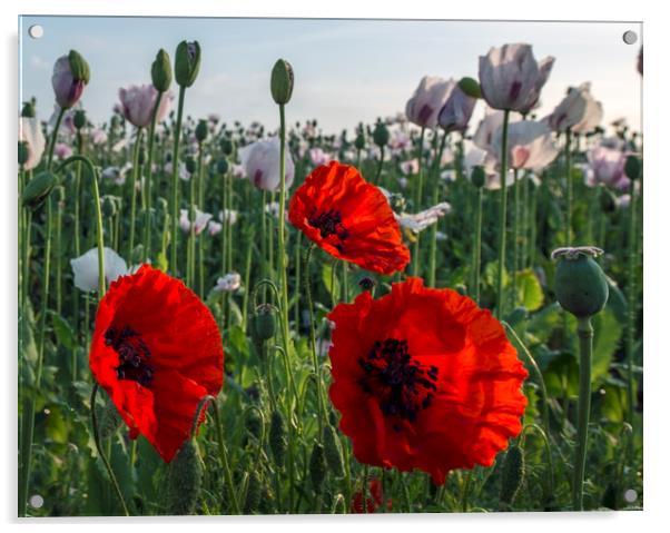 Red poppies  Acrylic by Shaun Jacobs